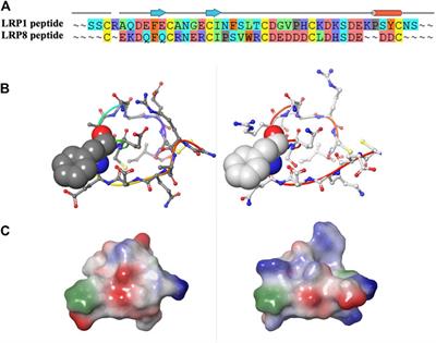 The use of cyclic peptide antigens to generate LRP8 specific antibodies